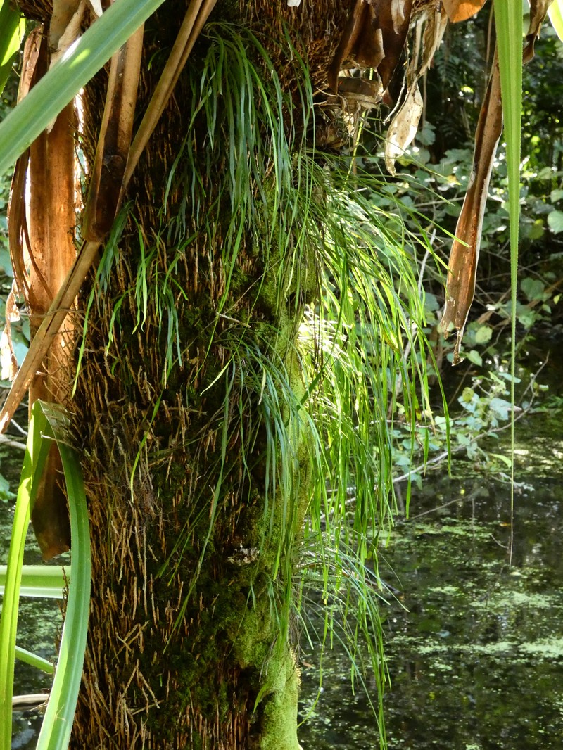 Haplopteris ensiformis photo 2