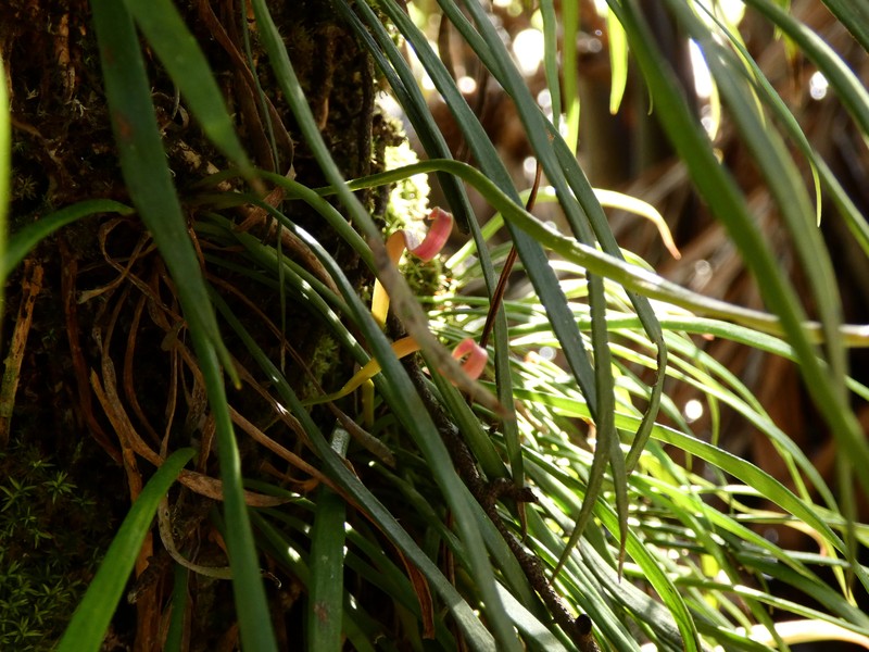 Haplopteris ensiformis photo 3