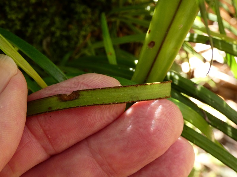 Haplopteris ensiformis photo 4
