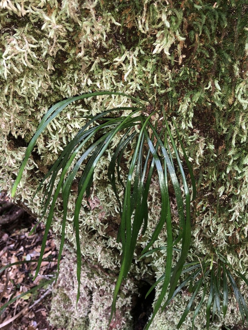 Haplopteris ensiformis photo 5