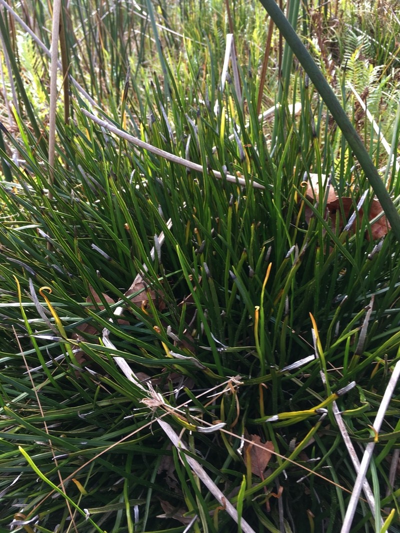 Haplopteris ensiformis photo 6