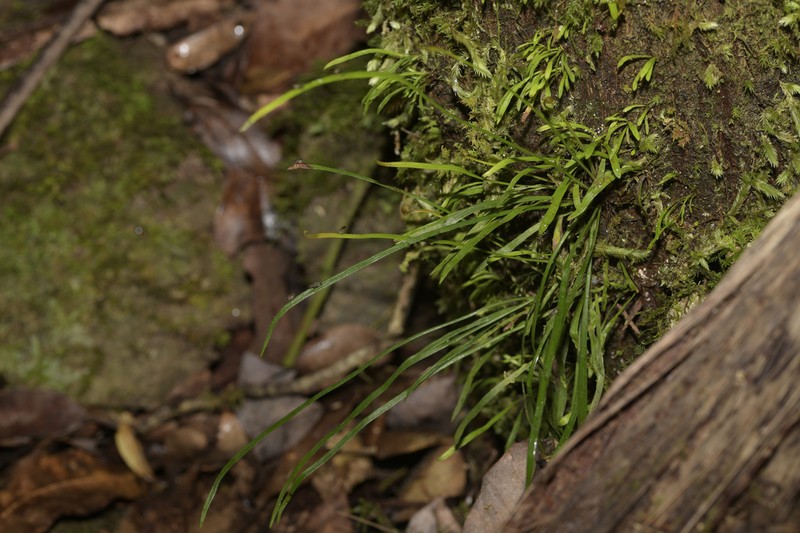 Haplopteris ensiformis photo 7