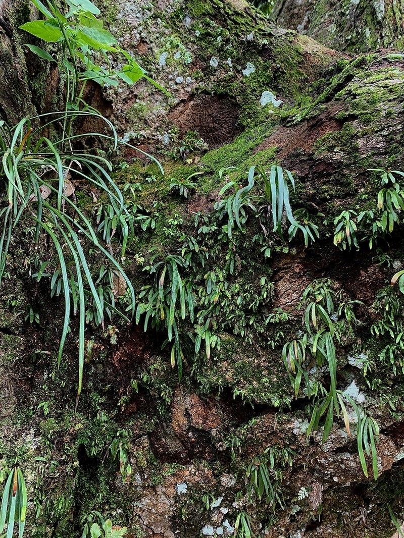 Haplopteris ensiformis photo 8