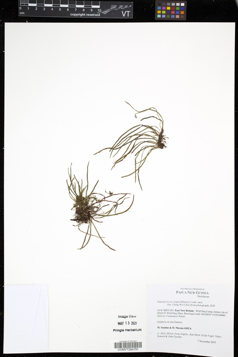 Haplopteris exigua
