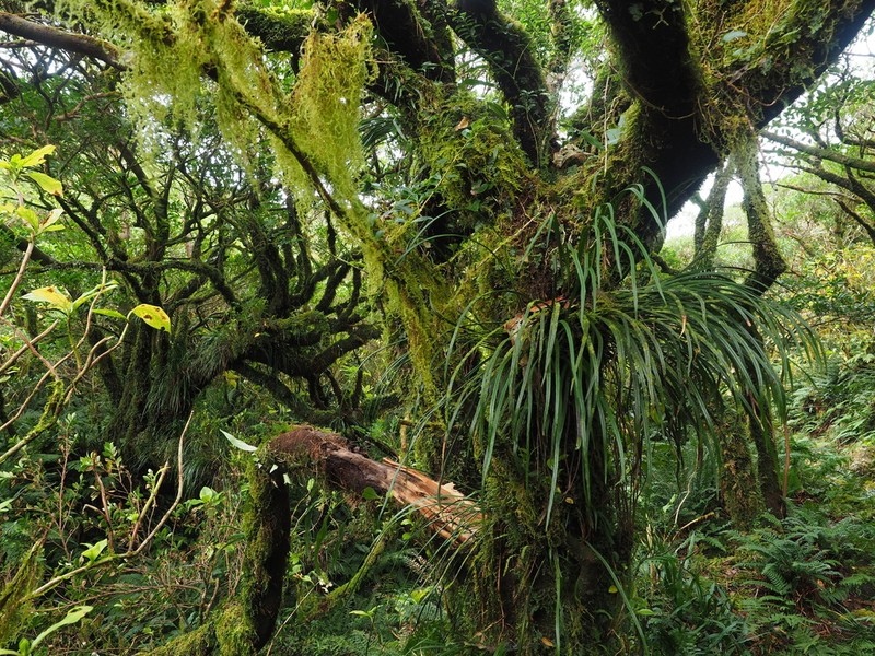Haplopteris flexuosa