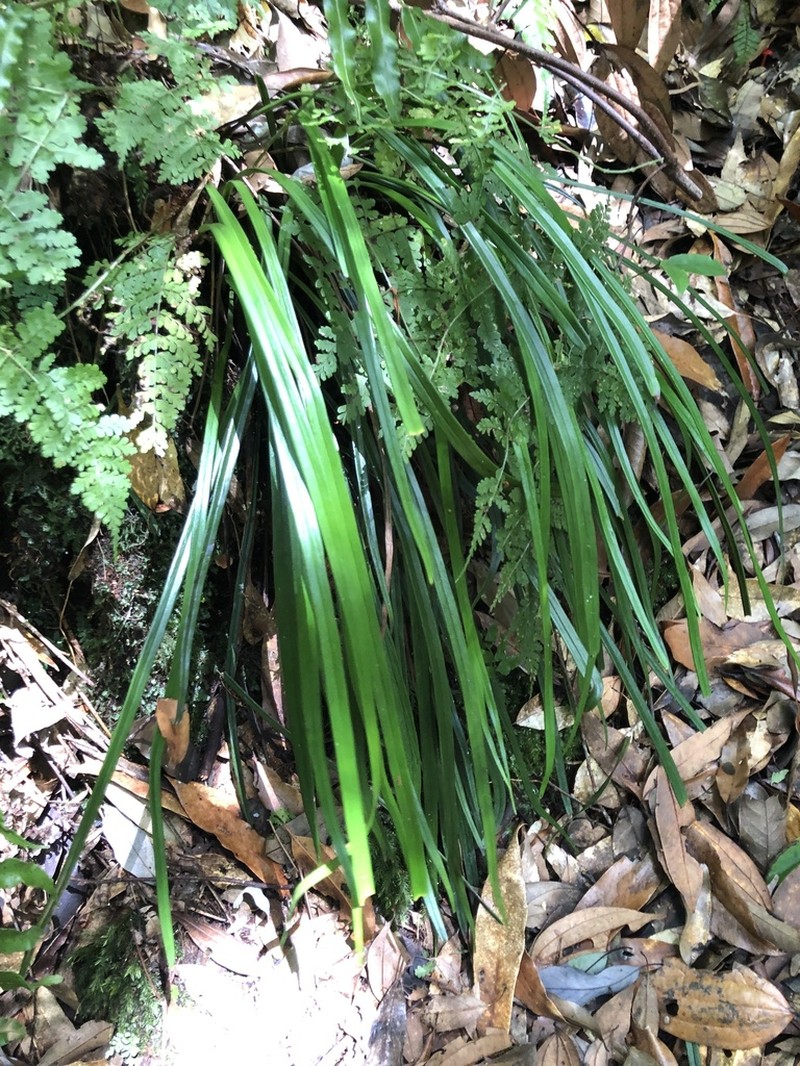 Haplopteris flexuosa photo 2