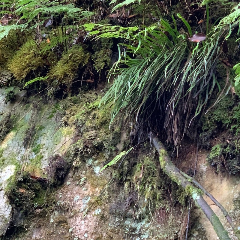 Haplopteris flexuosa photo 3