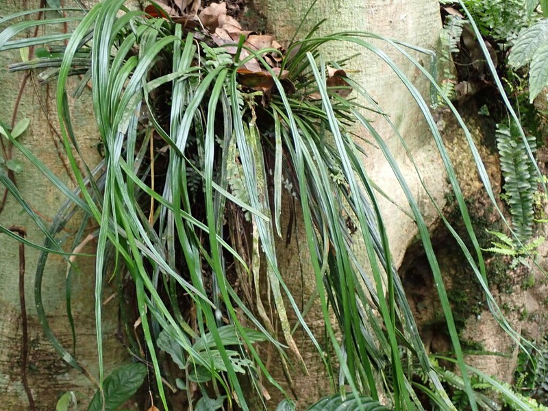 Haplopteris flexuosa photo 4