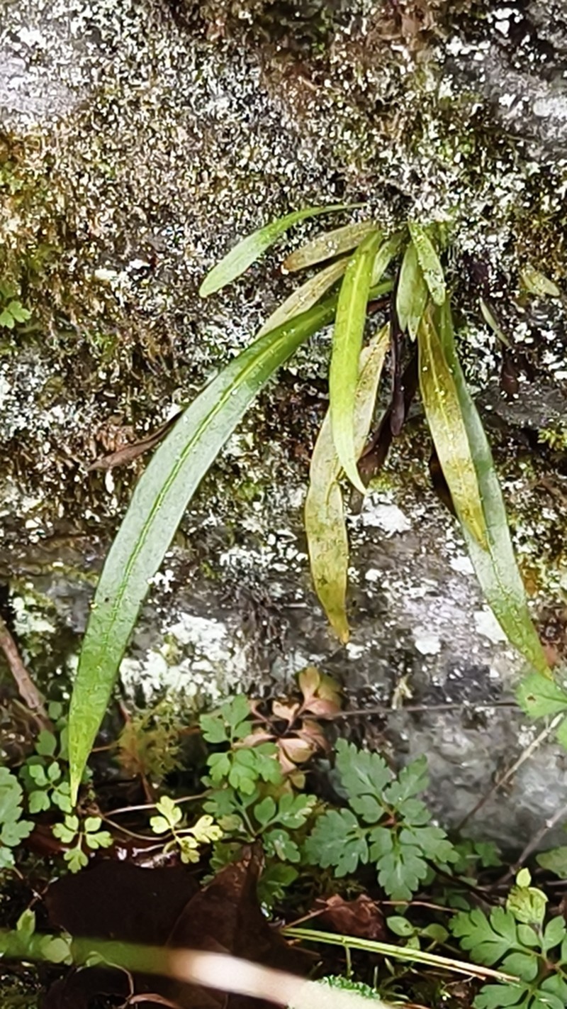 Haplopteris flexuosa photo 5