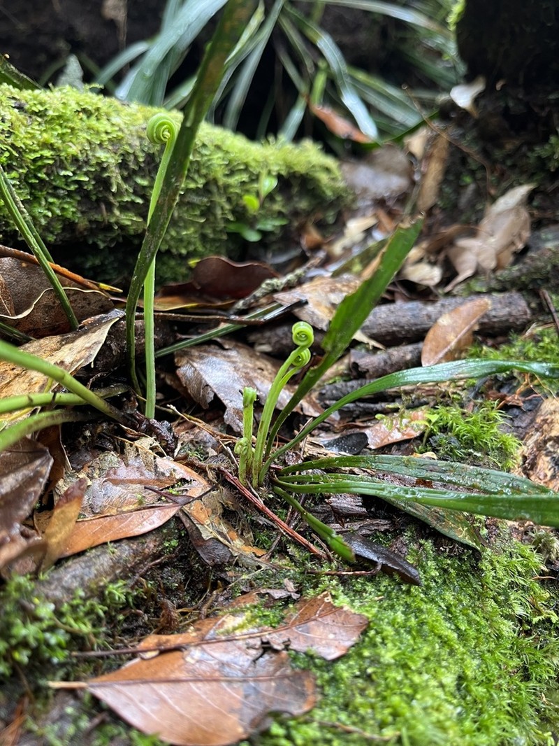 Haplopteris flexuosa photo 6