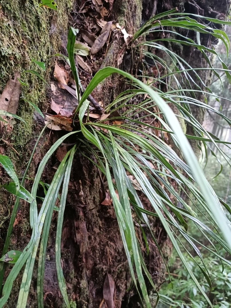 Haplopteris flexuosa photo 7