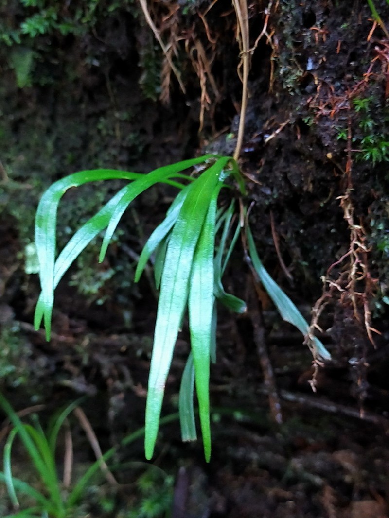 Haplopteris flexuosa photo 8