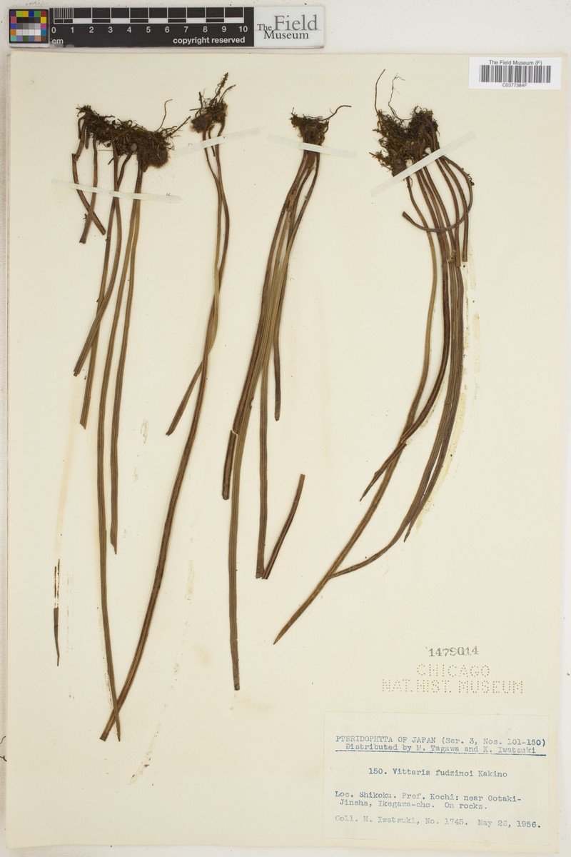 Haplopteris fudzinoi photo 2