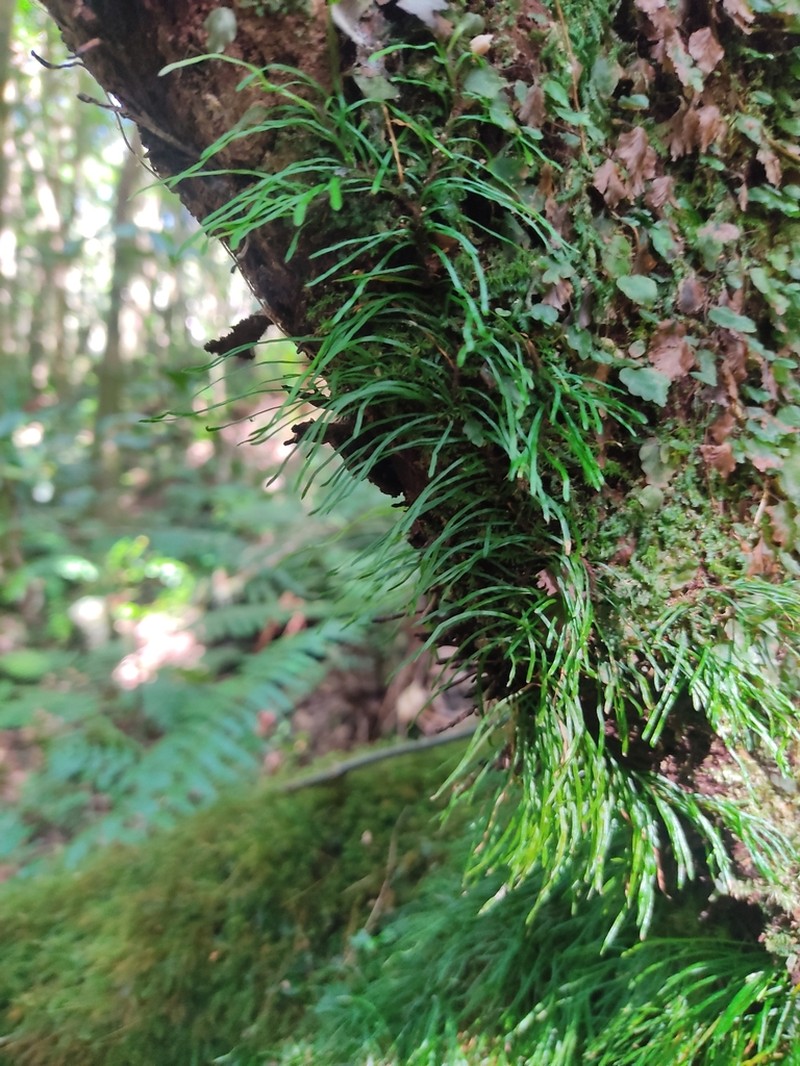 Haplopteris graminea