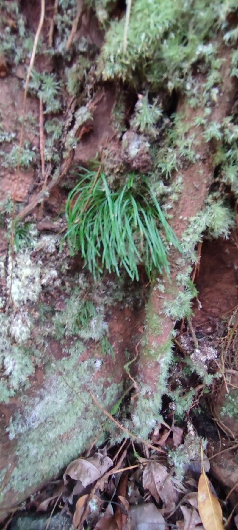 Haplopteris graminea photo 2