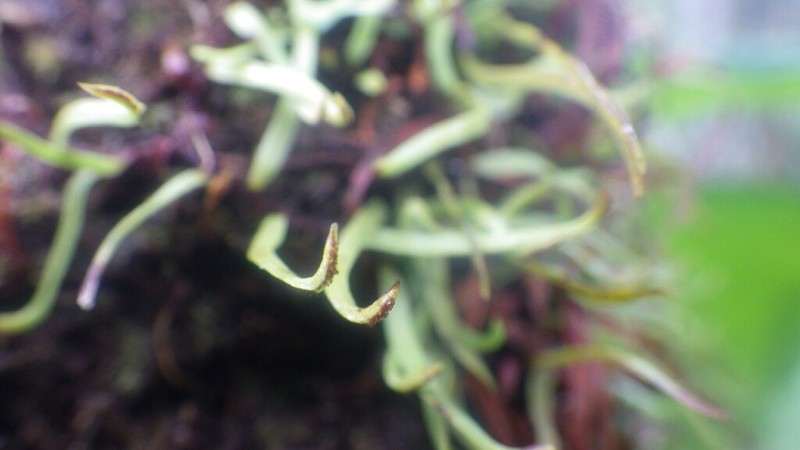 Haplopteris graminea photo 3