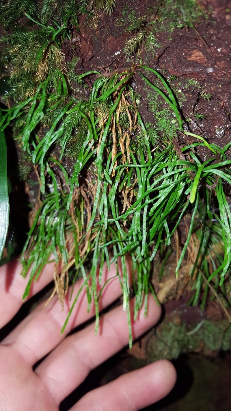 Haplopteris graminea photo 4