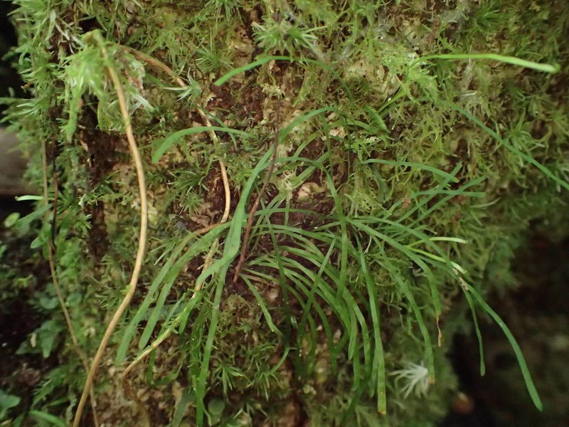 Haplopteris graminea photo 5