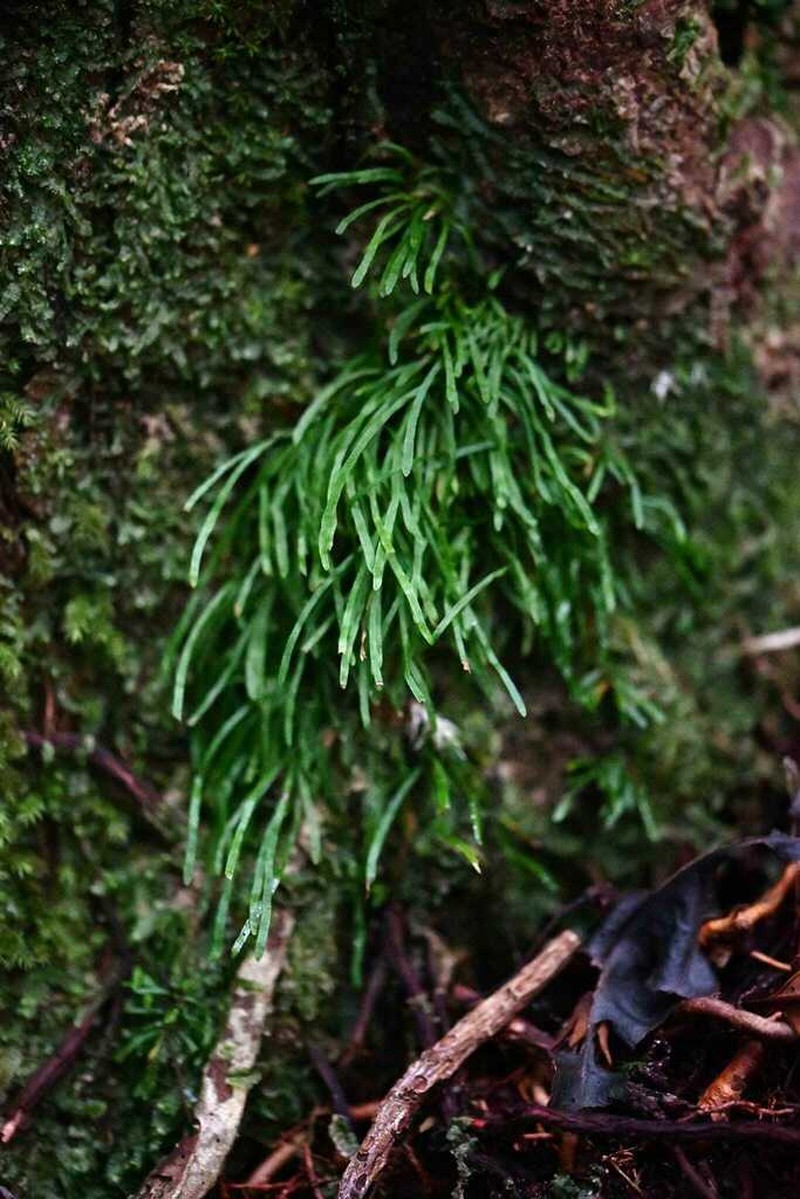 Haplopteris graminea photo 6