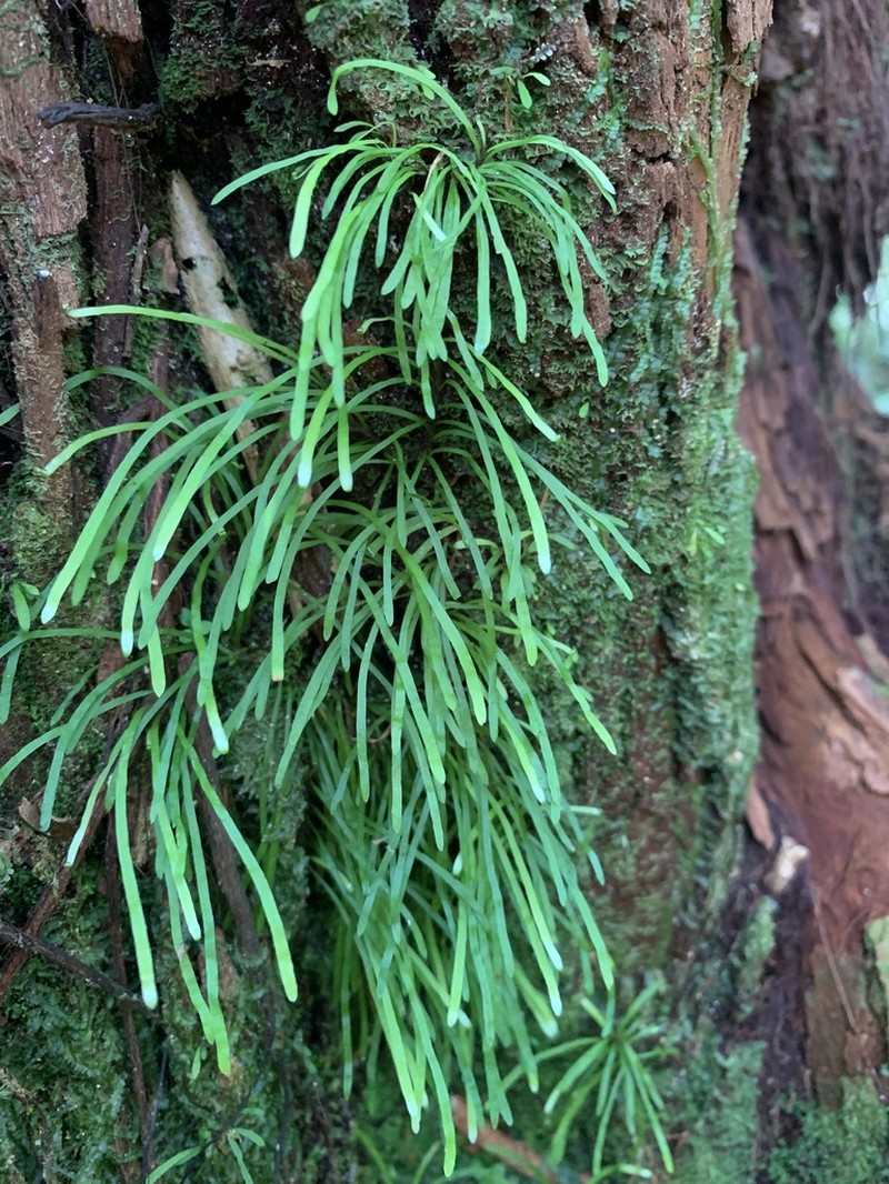 Haplopteris graminea photo 7