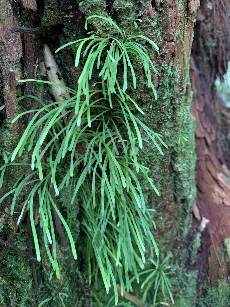 Haplopteris graminea photo 8