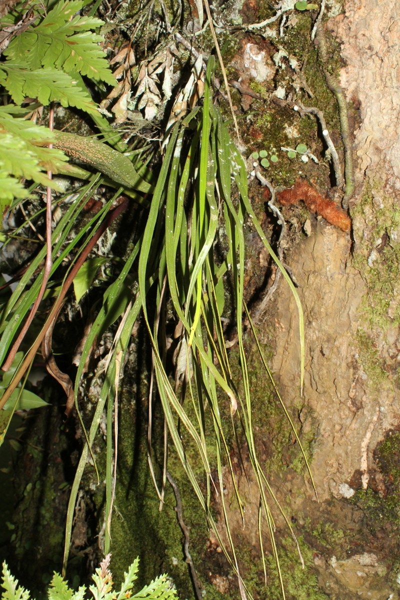 Haplopteris guineensis