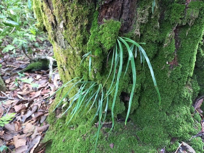 Haplopteris guineensis photo 2