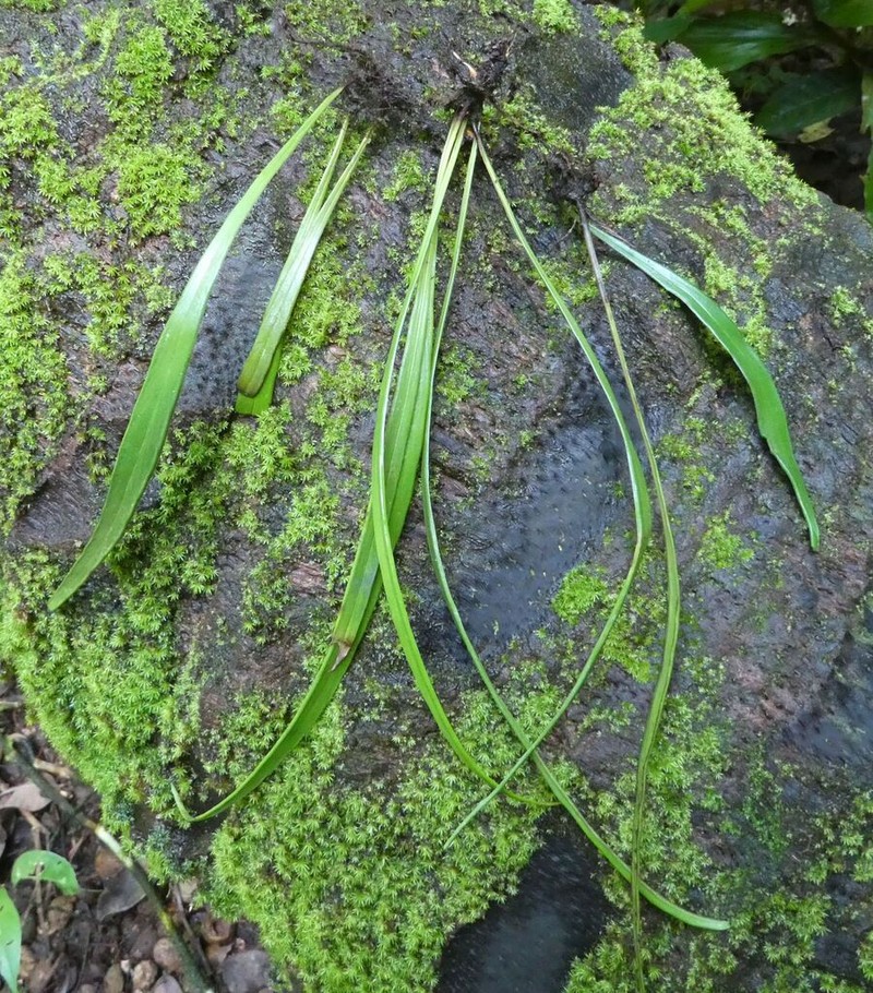Haplopteris guineensis photo 3