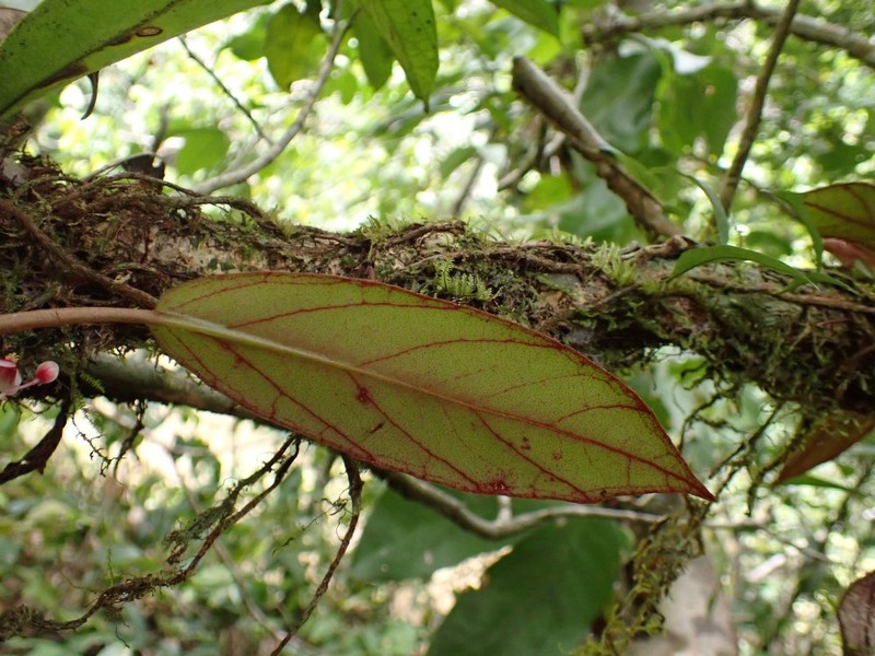 Haplopteris guineensis photo 5