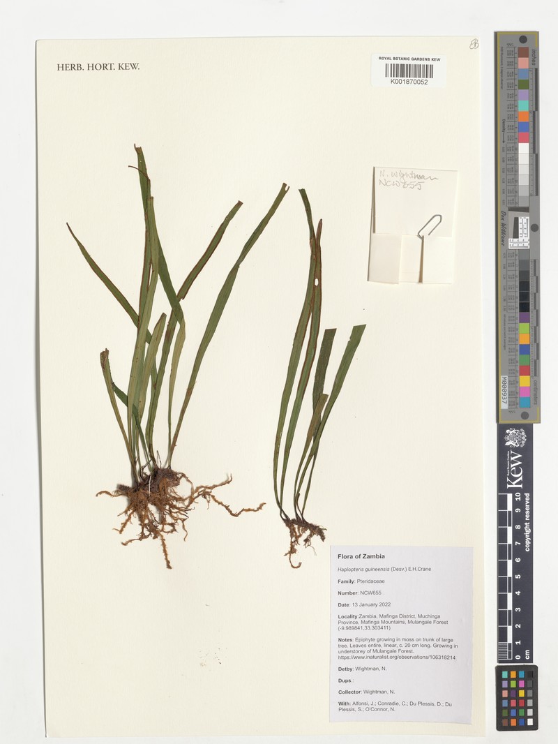 Haplopteris guineensis photo 6