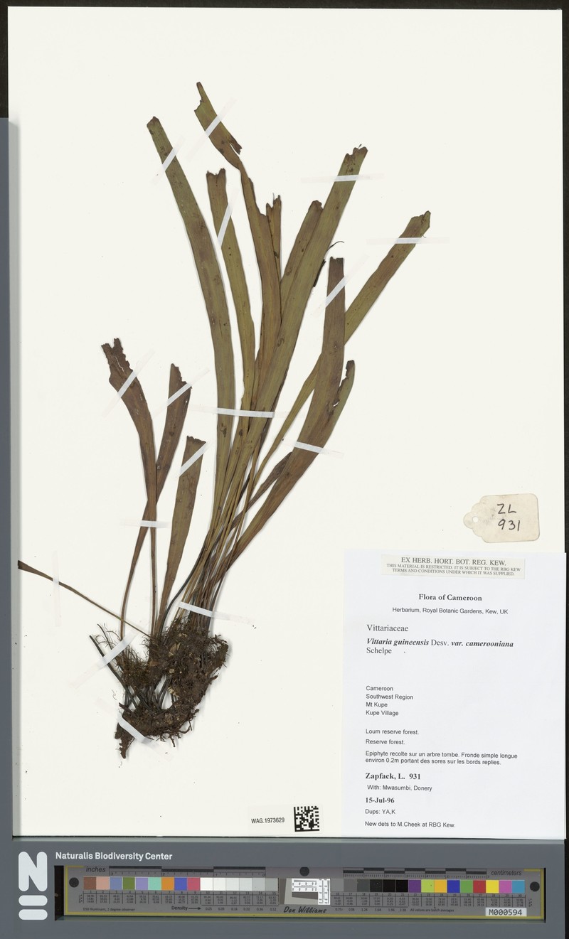Haplopteris guineensis subsp. camerooniana