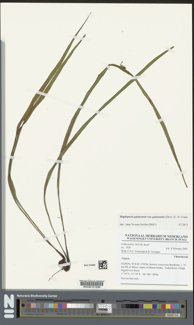 Haplopteris guineensis subsp. guineensis