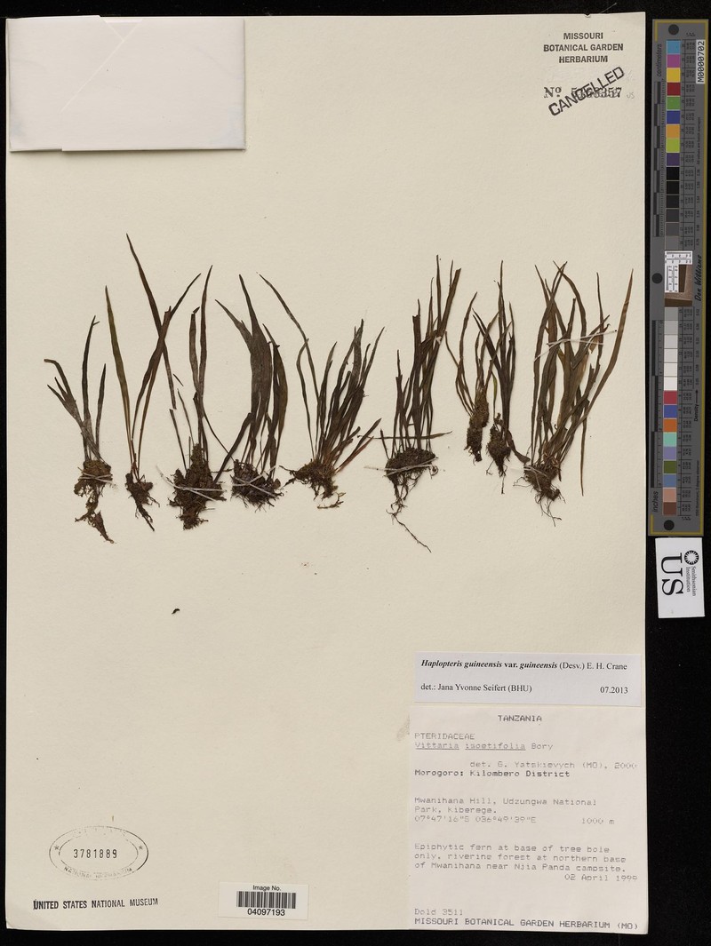 Haplopteris guineensis subsp. guineensis photo 2