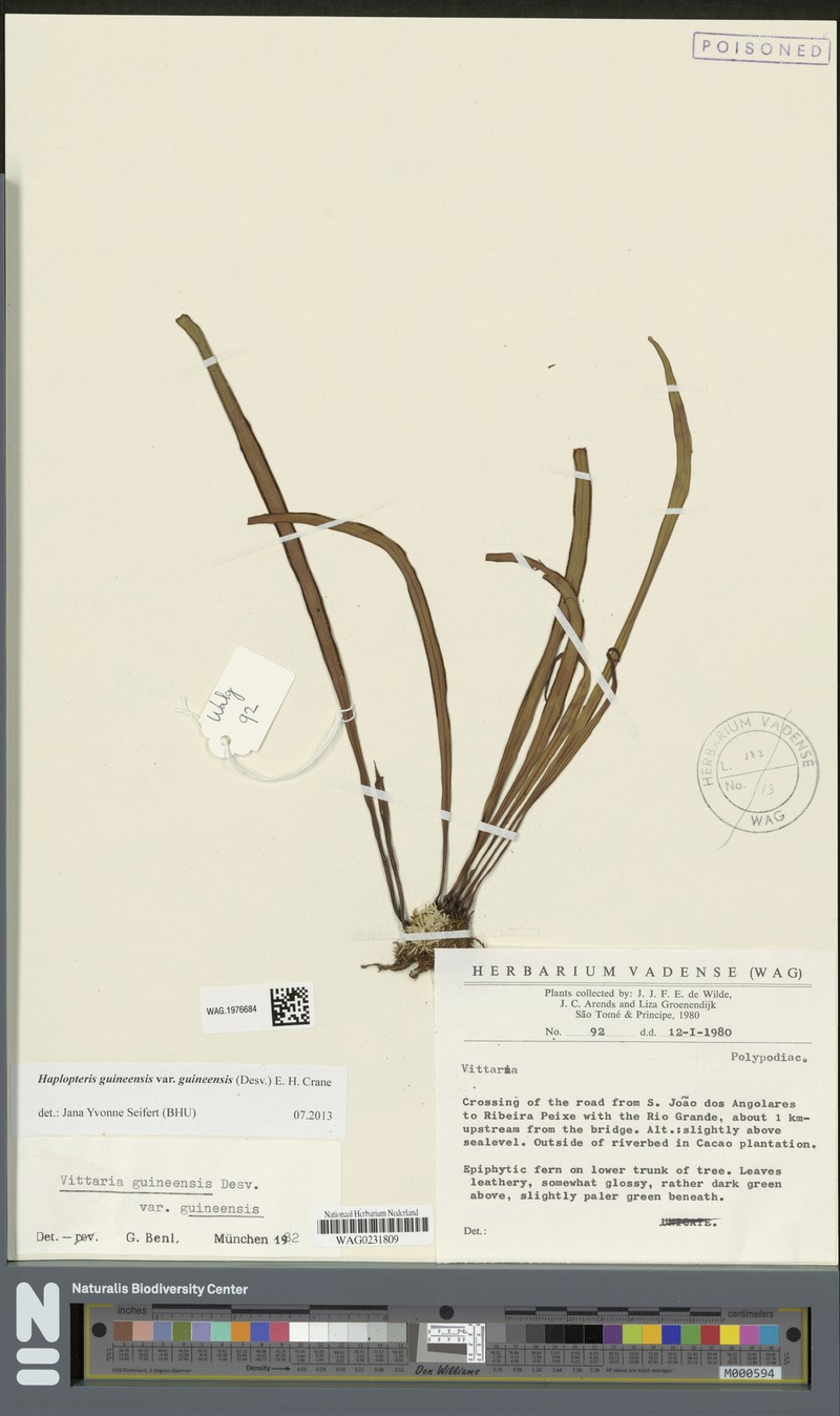 Haplopteris guineensis subsp. guineensis photo 3