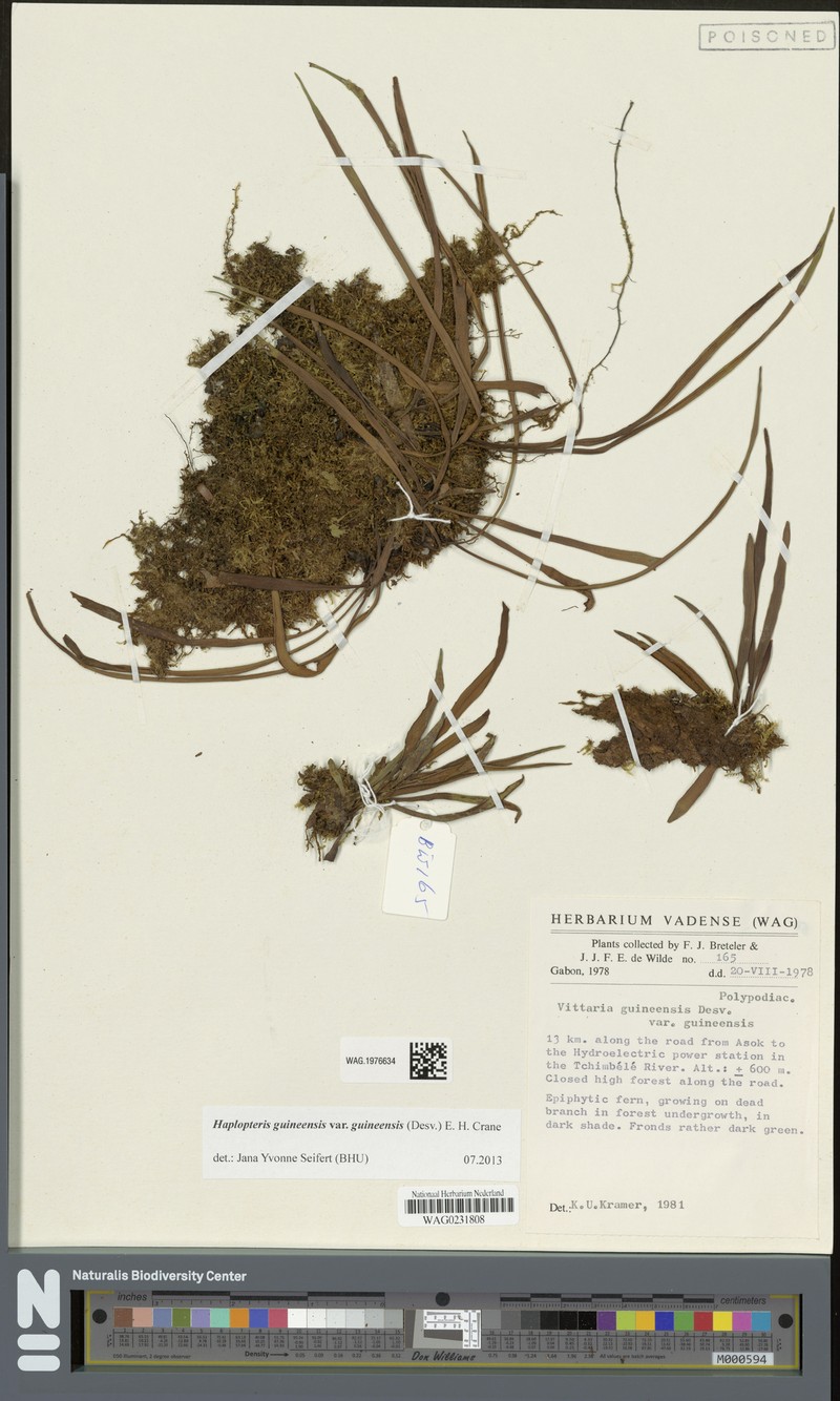 Haplopteris guineensis subsp. guineensis photo 4