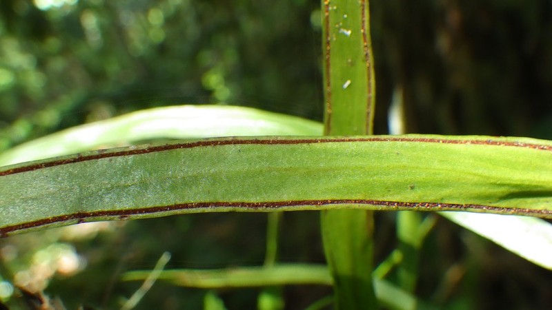 Haplopteris guineensis subsp. orientalis