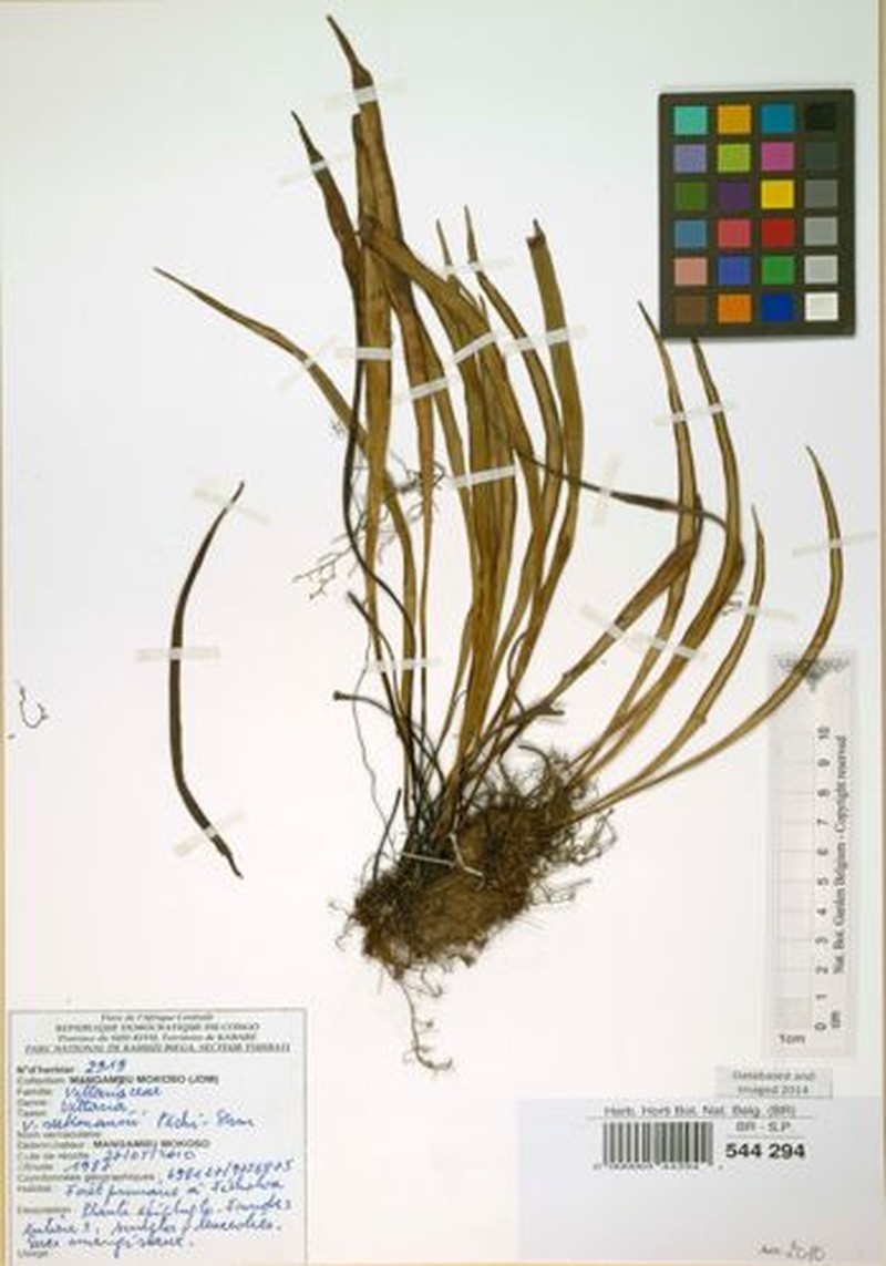 Haplopteris guineensis subsp. orientalis photo 2