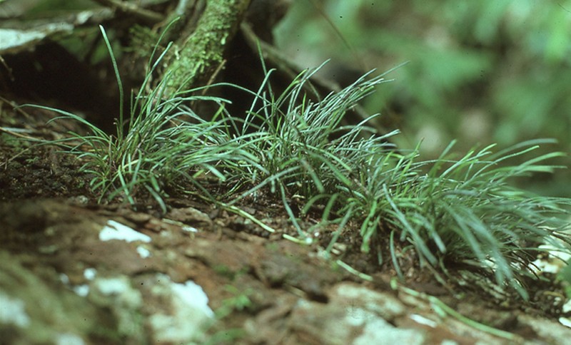 Haplopteris hirta photo 2
