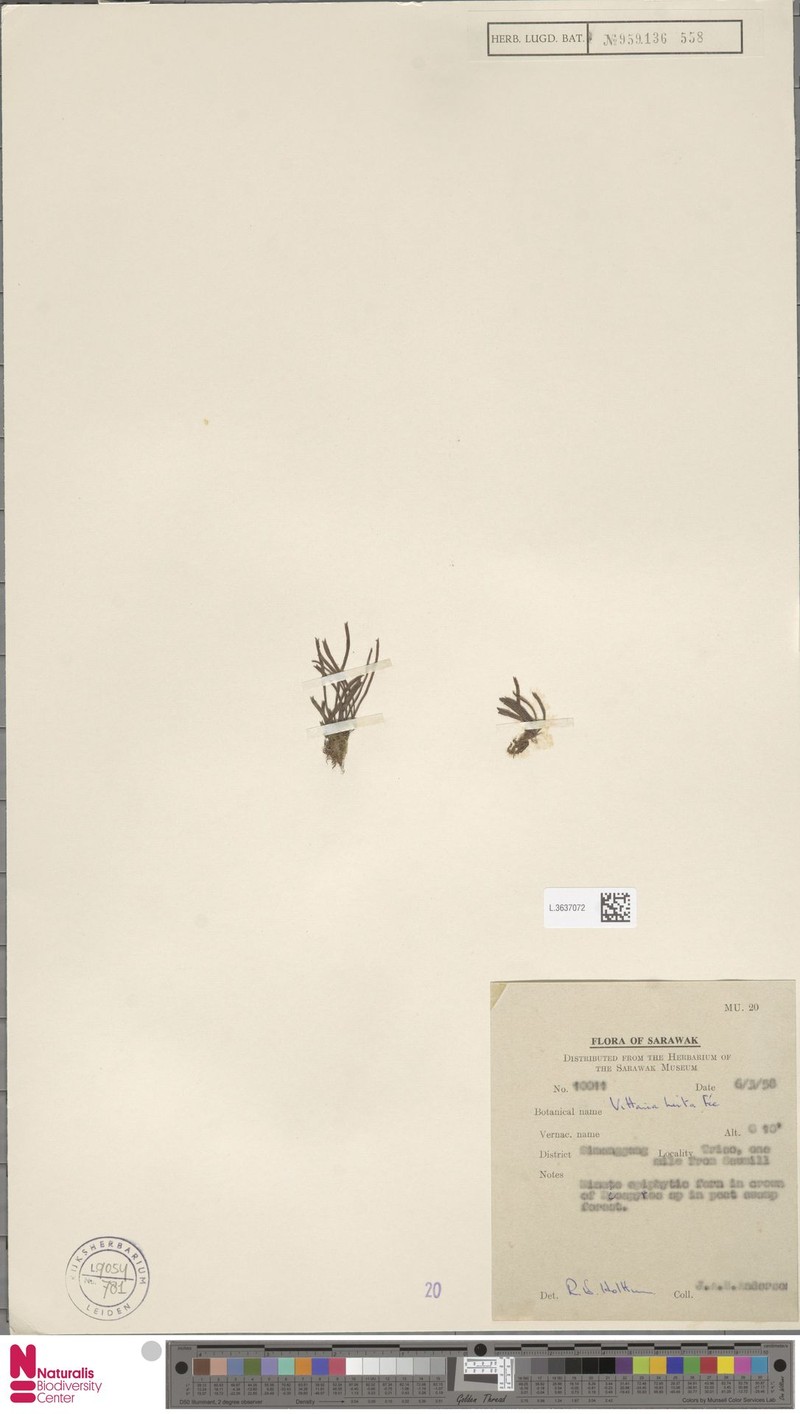Haplopteris hirta photo 4