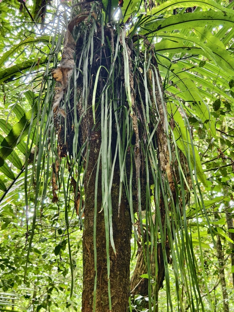 Haplopteris humblotii