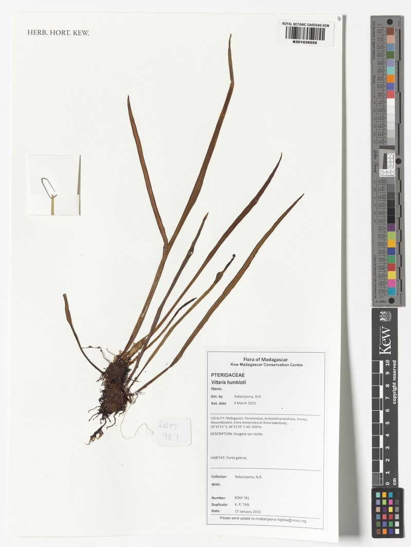 Haplopteris humblotii photo 2