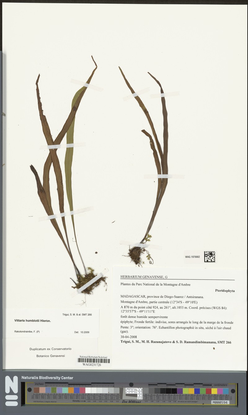 Haplopteris humblotii photo 3