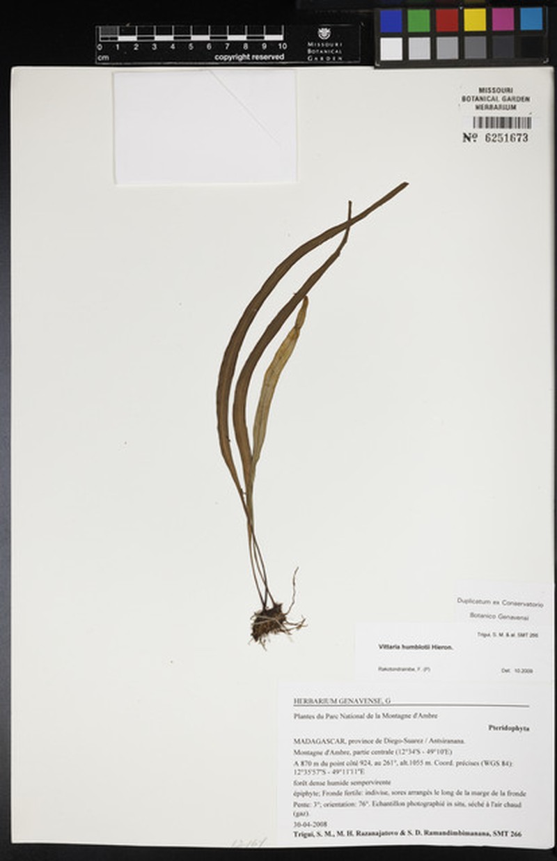 Haplopteris humblotii photo 4
