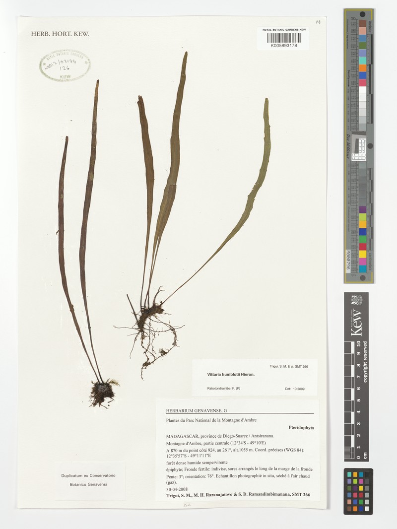Haplopteris humblotii photo 5