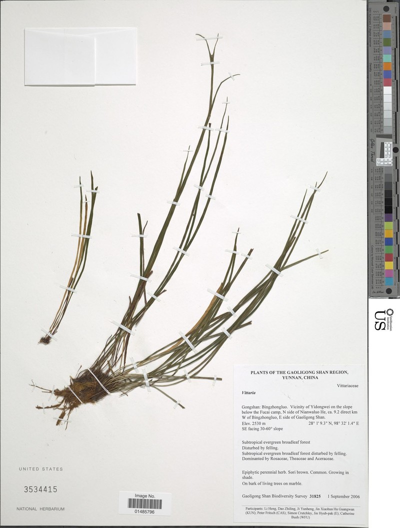 Haplopteris linearifolia