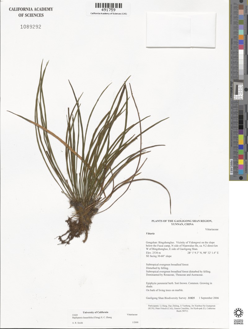 Haplopteris linearifolia photo 2