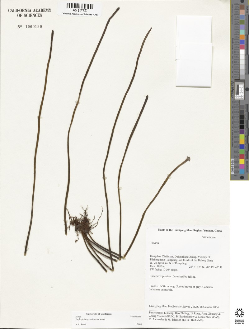 Haplopteris linearifolia photo 3