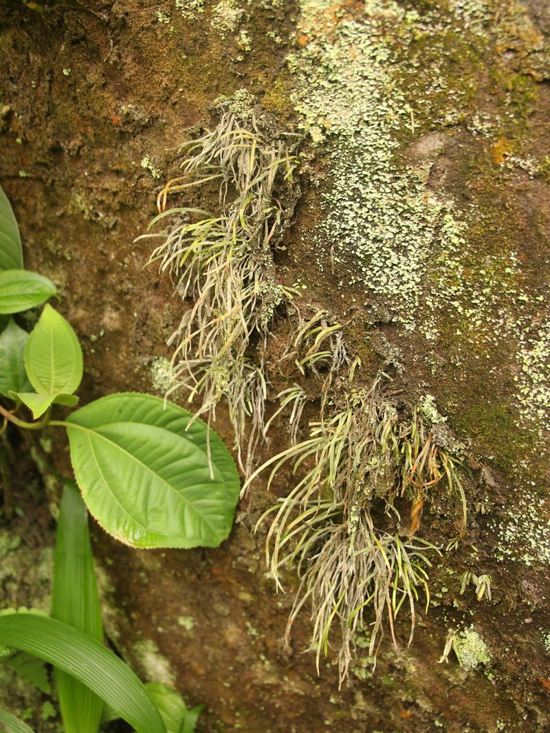 Haplopteris lloydiifolia