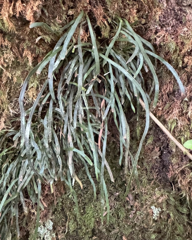 Haplopteris lloydiifolia photo 2