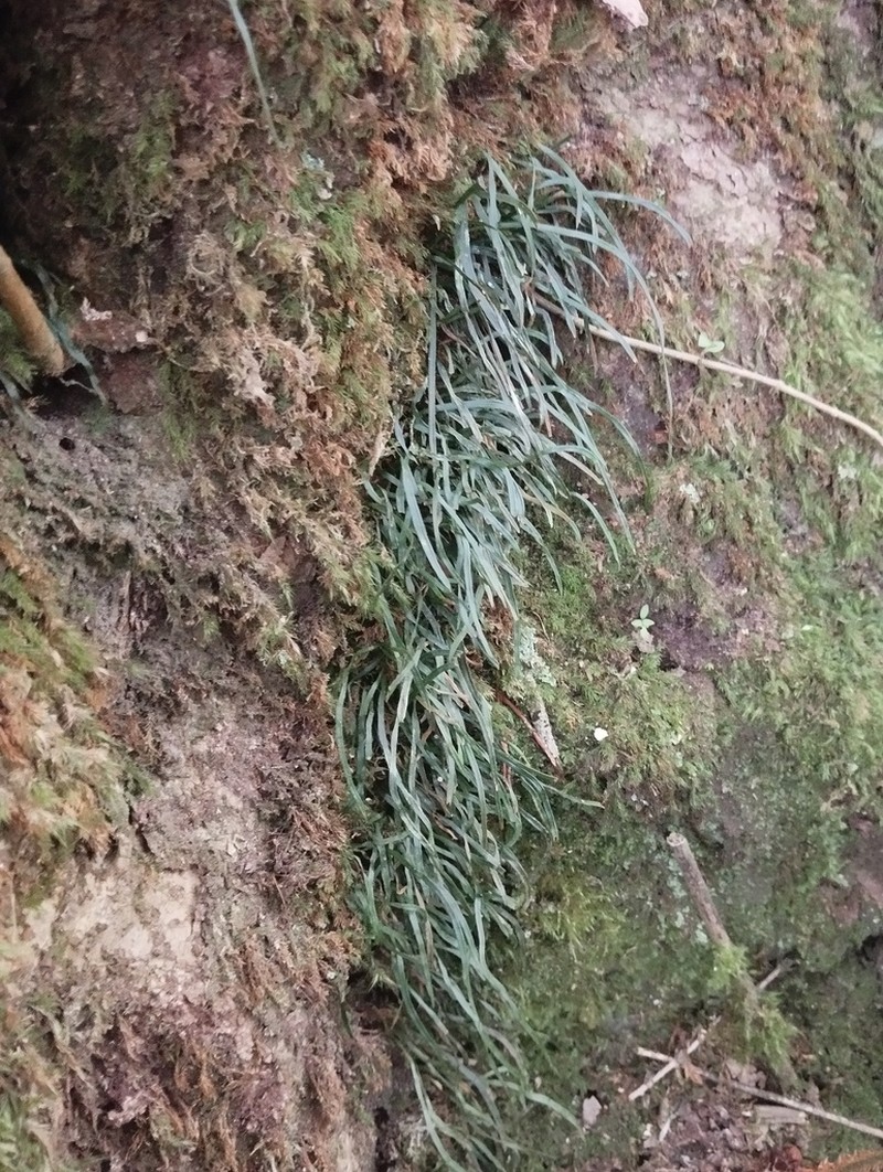 Haplopteris lloydiifolia photo 3